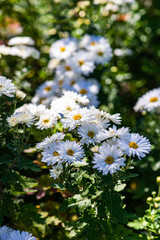 Close up of white aster flowers
