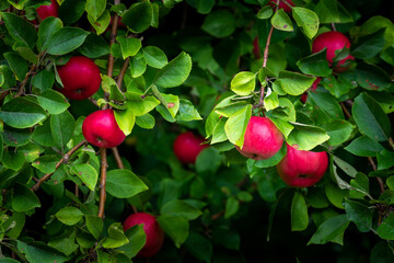 Natural red wild apples growing in green foliage