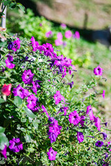Purple petunia flowers