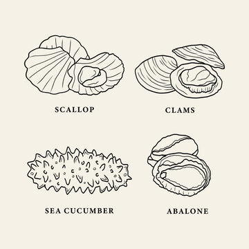 Line art seafood. Scallops, clams, sea cucumber, abalone