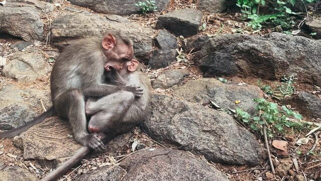 Monkeys playing with each other in a wild jungle environment. Mount Arunachala, India