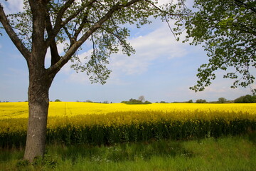 Rapeseed field in May in cotrast to the green grass