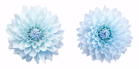 Isolated big, shaggy Dahlia on a white backdrop for design, shot closeup in light blue.