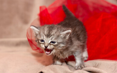small kitten walks on a red grid close-up in the studio