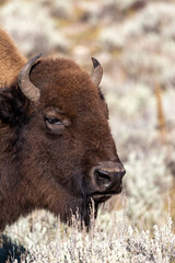 Fototapeta premium Portrait of a bison in Yellowstone National Park