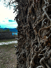 a tree on the wall