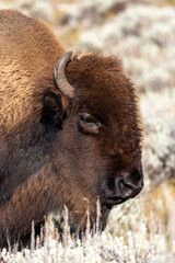 Portrait of a bison in Yellowstone National Park