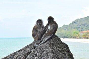 Cute monkeys on the beach in Kuantan.