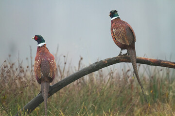 Bird - Common pheasant Phasianus colchius Ring-necked pheasant in natural habitat wildlife Poland Europe