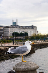 seagull and sea view