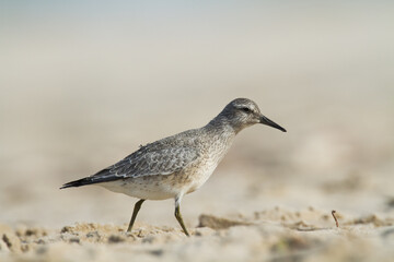 Shorebird - juvenile Calidris canutus, Red Knot on the Baltic Sea shore, migratory bird Poland Europe
