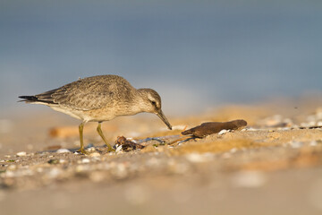 Shorebird - juvenile Calidris canutus, Red Knot on the Baltic Sea shore, migratory bird Poland Europe