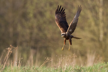 Flying Birds of prey Marsh harrier Circus aeruginosus, hunting time Poland Europe