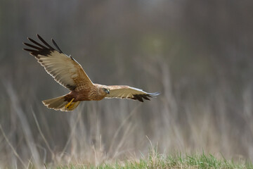 Flying Birds of prey Marsh harrier Circus aeruginosus, hunting time Poland Europe