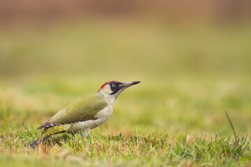 Bird - green woodpecker Picus viridis on the ground, bird looking for food, wildlife Poland Europe