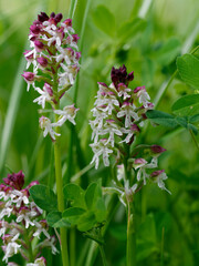 Brand-Knabenkraut, Neotinea ustulata, Brandknabenkraut