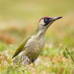 Bird - green woodpecker Picus viridis on the ground, bird looking for food, wildlife Poland Europe