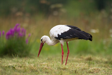 Bird White Stork Ciconia ciconia hunting time summer in Poland Europe
