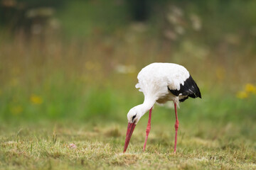 Bird White Stork Ciconia ciconia hunting time summer in Poland Europe