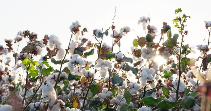 Blooming cotton field in sunset rays. Cotton harvest. Ready to harvest cotton bushes. Agriculture