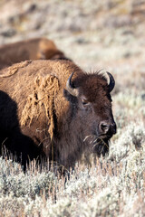 Fototapeta premium Portrait of several bison in Lamar Valley in Yellowstone National Park