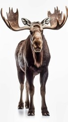 Moose isolated on white background,