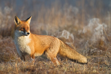 Fox Vulpes vulpes in natural scenery, Poland Europe, animal walking among meadow