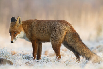 Fox Vulpes vulpes in natural scenery, Poland Europe, animal walking among meadow