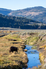 Bison grazing next to a river in Lamar Valley in Yellowstone National Park