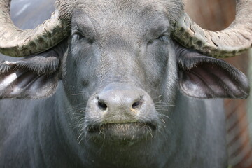 Fototapeta premium Water Buffalo