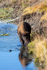 Bison grazing in a river in Lamar Valley in Yellowstone National Park