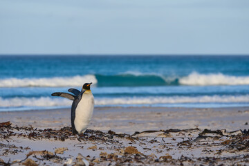 King Penguin (Aptenodytes patagonicus) walking across a sea weed covered beach after coming ashore...