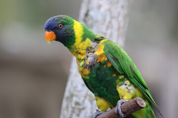Lorikeet