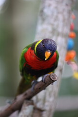 Lorikeet