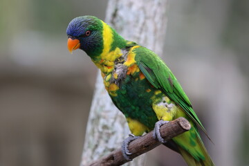 Lorikeet
