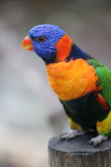Lorikeet