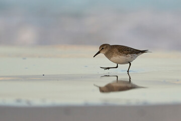 White-rumped Sandpiper (Calidris fuscicollis) searching for food along the beach at Volunteer Point in the Falkland Islands