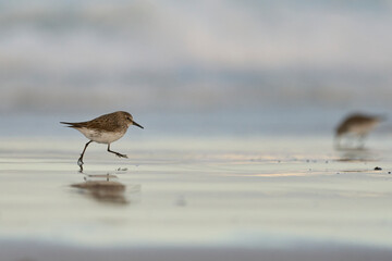 White-rumped Sandpiper (Calidris fuscicollis) searching for food along the beach at Volunteer Point in the Falkland Islands