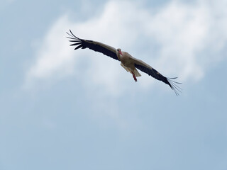 Weissstorch, Ciconia ciconia