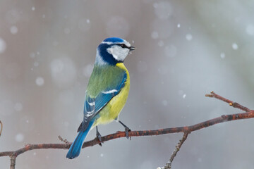Obraz premium Bird - Blue Tit Cyanistes caeruleus perched on tree
