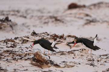 Magellanic Oystercatcher (Haematopus leucopodus) on sandy beach at Volunteer Point in the Falkland...