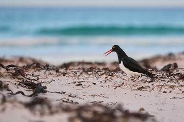Magellanic Oystercatcher (Haematopus leucopodus) on sandy beach at Volunteer Point in the Falkland Islands.