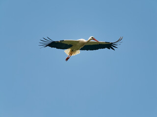 Weissstorch, Ciconia ciconia