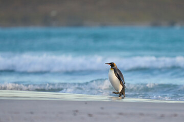 King Penguin (Aptenodytes patagonicus) coming ashore on a sandy beach at Volunteer Point in the Falkland Islands.