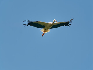 Weissstorch, Ciconia ciconia