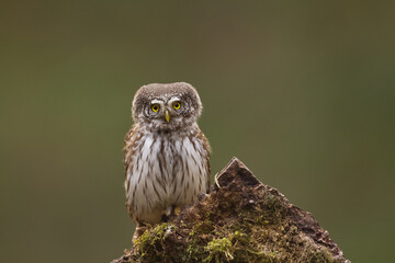 Pygmy owl Glaucidium passerinum little owl natural dark forest north parts of Poland Europe