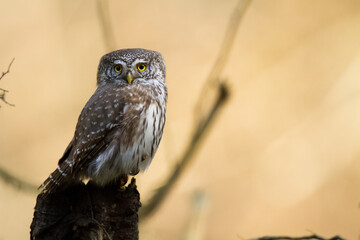 Pygmy owl Glaucidium passerinum little owl natural dark forest north parts of Poland Europe