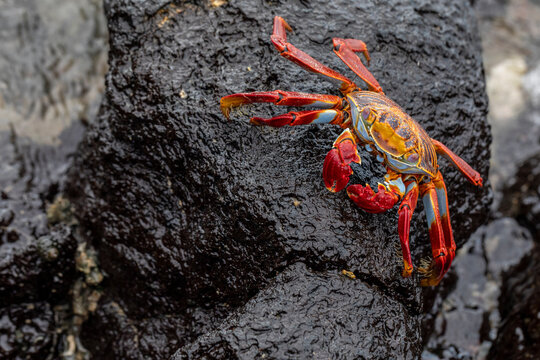 Close up of a Sally Lightfoot Crab (Grapsus grapsus) on lava rock in Galapagos Islands, Ecuador. Fauna photography.