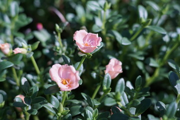 pink rose bush