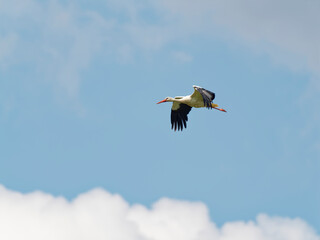 Weissstorch, Ciconia ciconia